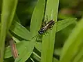 Macrophya duodecimpunctata. Bavaria