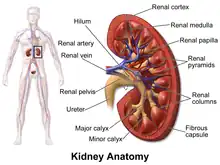 Blausen KidneyAnatomy