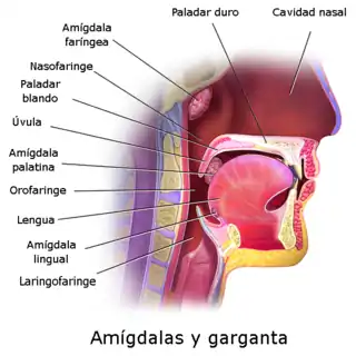 Estructuras anatómicas