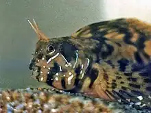 macho de Blennius sphinx