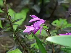 Bletilla striata.