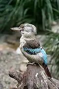 Cucaburra aliazul