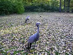 Pareja de grullas del paraíso.