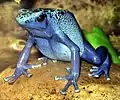 Dendrobates azureus