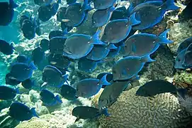 A. coeruleus en Bonaire