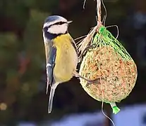 Pájaro en comedero de malla