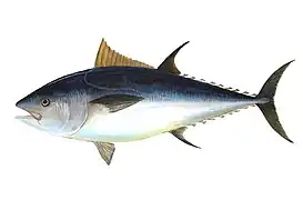 Pelagic Pez (Atlántico bluefin atún)