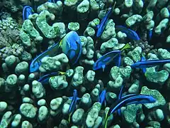 Grupo de cirujanos azules entre colonia de coral duro en Tanzania