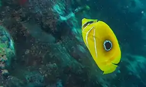 En Pulau Sipadan, Sabah, Malasia