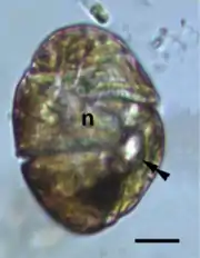 Micrografía de una célula, marrón translúcida, con un núcleo teñido más claro en el centro y un oceloide visible en la porción inferior derecha como una región clara (hialosoma) junto a una región oscura (cuerpo retinal).