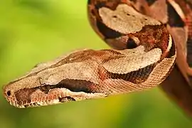 Boa constrictor