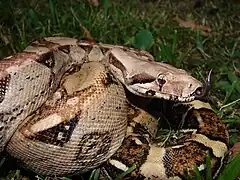 Mazacuata o Boa Constrictor (Boa constrictor imperator)