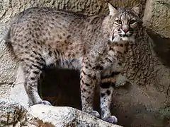 Gato montés (Lynx rufus).