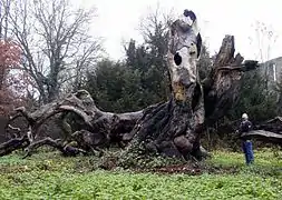 gran haya tortuosa muerta.