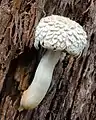 Boletellus dissiliens