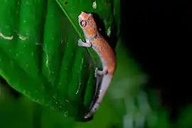 Bolitoglossa altamazonica