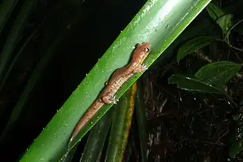 Una salamandra (Bolitoglossa celaque) en su hábitat natural.