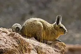 Vizcacha Boliviana