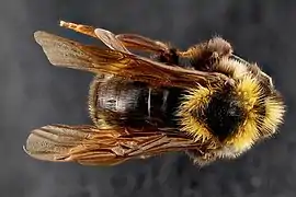 Bombus variabilis desde arriba, macho, St. Mary's County, Maryland (2012).