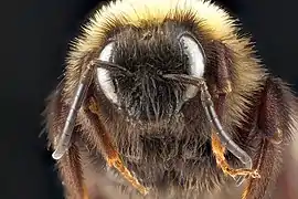 Rostro de Bombus variabilis, macho, St. Mary's County, Maryland (2012).