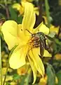 Lepidophora en Bidens laevis