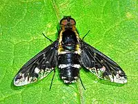 Hemipenthes maura