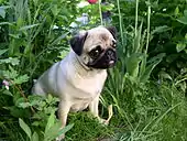 Pug