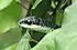 Boomslang - Western Cape