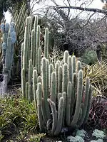 Borzicactus websteramus y otros, especies relacinadas con los columnares Cleistocactus