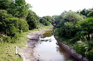 Selva en galería y Bosques de ribera (Bosques riparios:)bosques asociados a cursos o espejos de agua.