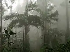 Bosque nublado en el Parque nacional El Ávila.