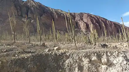 Bosque de cactáceas en el cañón del Cotahuasi