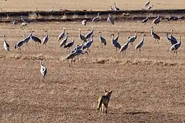 Bosque del Apache