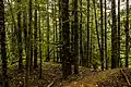 Bosque junto al glaciar Davidson, Haines.