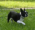 Tipo Bull y Terrier