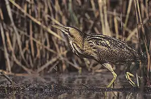 Avetoro común(Botaurus stellaris)