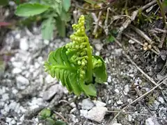 Figura 4.6. Botrychium lunaria.  En esta planta joven puede observarse la prefoliación plegada característica de las ophioglossaceae.