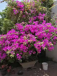 Ejemplar de Bougainvillea en la ciudad de Turdera