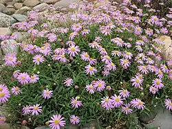 Brachyscome angustifolia