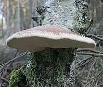 Piptoporus betulinus