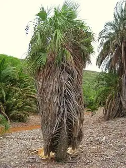 Brahea aculeata.