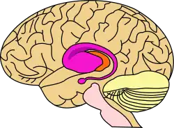 Diagram of a sideview of the brain and part of spinal cord, the front of the brain is to the left, in the centre are orange and purple masses about a quarter of the size of the whole brain, the purple mass largely overlaps the orange and has an arm that starts at its leftmost region and forms a spiral a little way out tapering off and ending in a nodule directly below the main mass