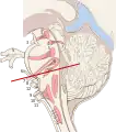 Sección sagital del tronco cerebral