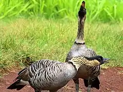 Un par de nenés llamando en Kilauea