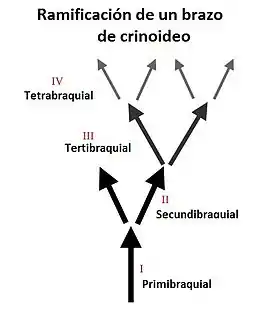 Braquiales de Crinoidea