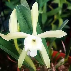 Brassavolaglauca