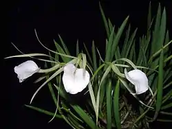 Brassavolanodosa