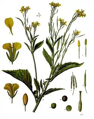 Brassica juncea (L.) Czern.