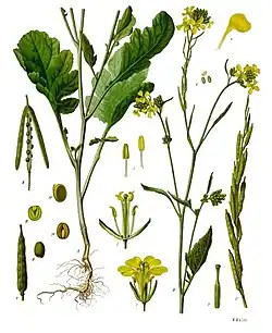 Brassica nigra (L.) W.D.J.Koch