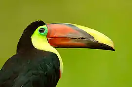 Tucan